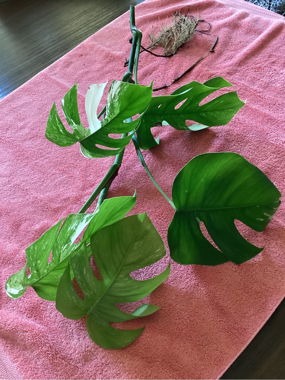 Monstera Borsigiana Albo